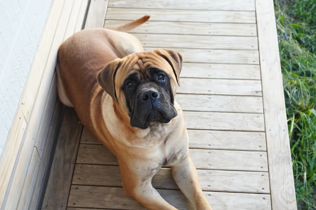 Bullmastiff allongé sur une terrasse en bois, regardant la caméra