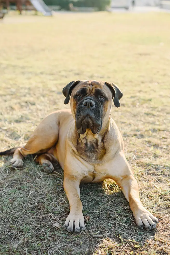 Bullmastiff couché sur l'herbe regardant la caméra