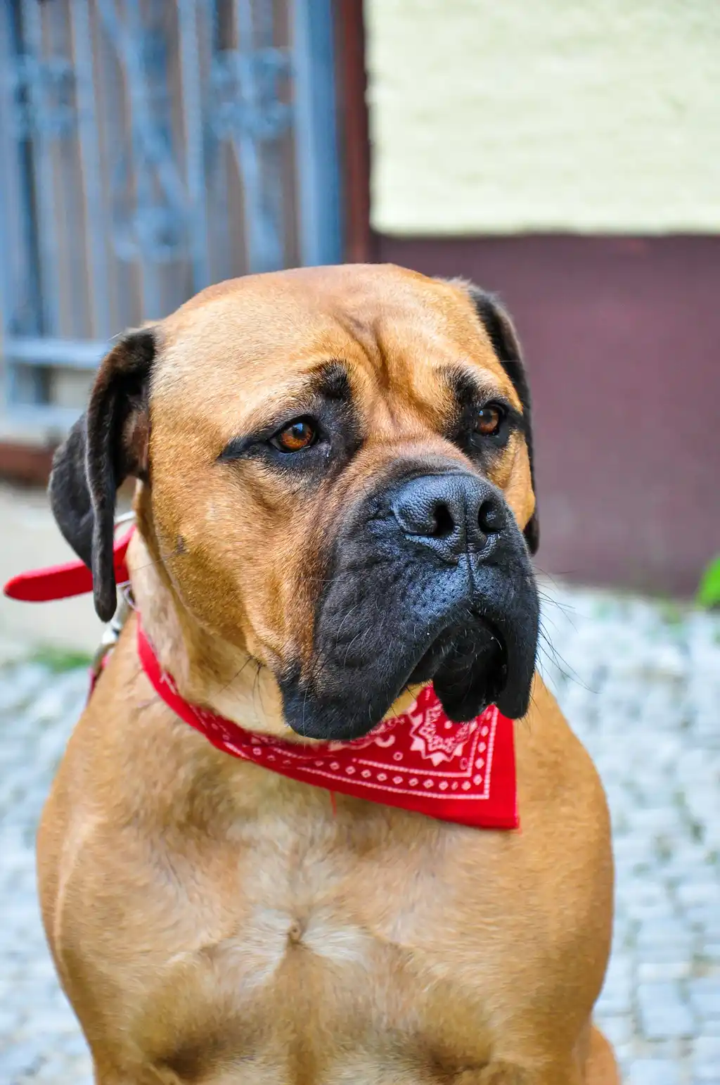 Bullmastiff assis portant un bandana rouge, regard de trois-quarts
