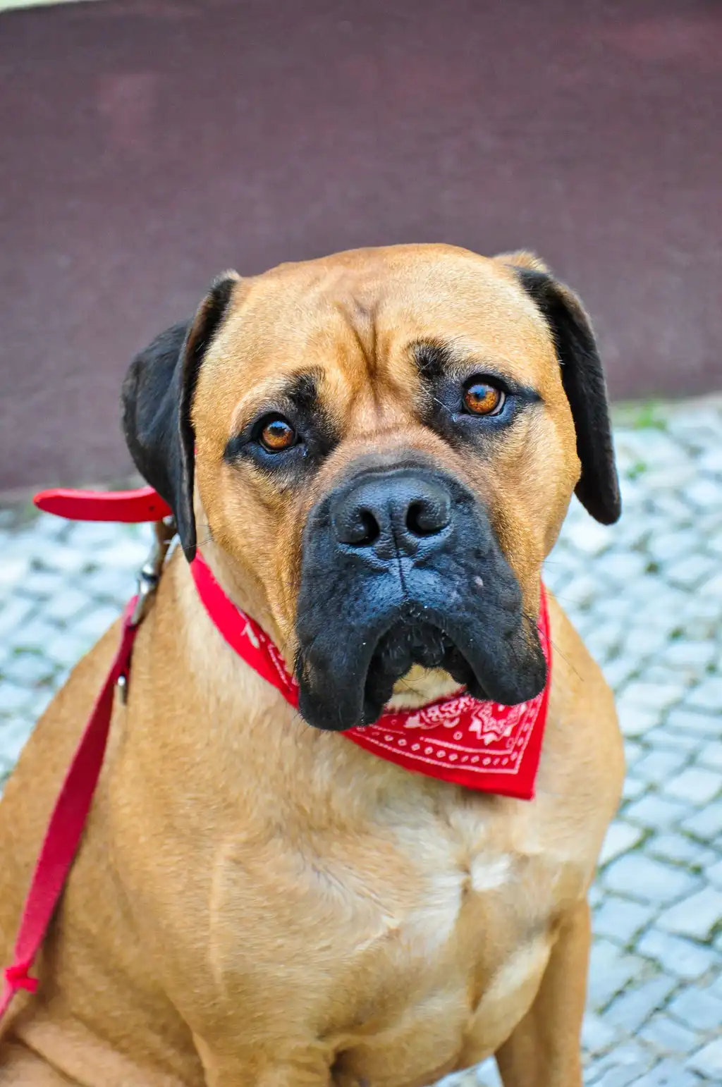 Bullmastiff assis portant un bandana rouge sur un sol pavé