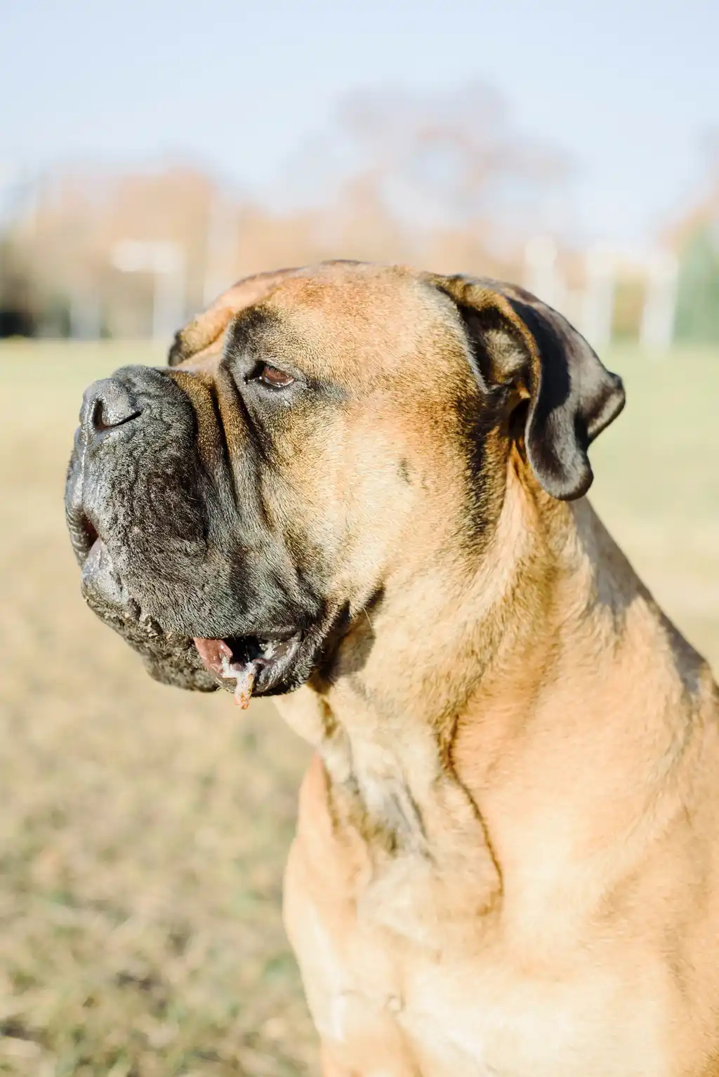 Bullmastiff en extérieur, portrait de profil tête et encolure