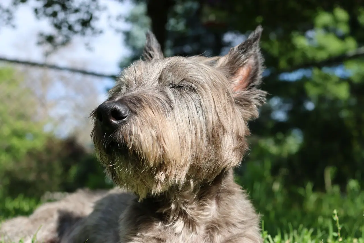 Cairn Terrier allongé dans l'herbe, yeux fermés au soleil