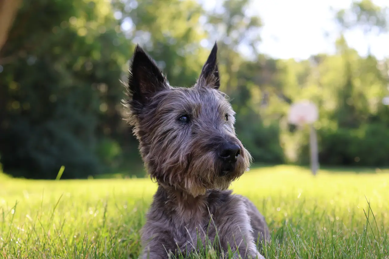 Cairn Terrier allongé dans l'herbe par une journée ensoleillée