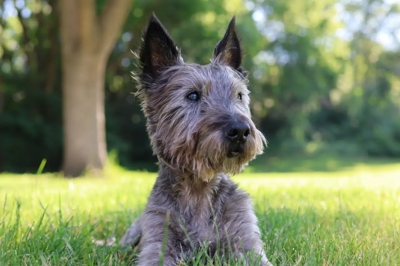 Cairn Terrier assis dans l'herbe regardant sur le côté
