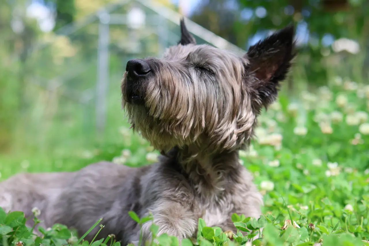 Cairn Terrier allongé dans l'herbe, tête tournée et yeux presque fermés
