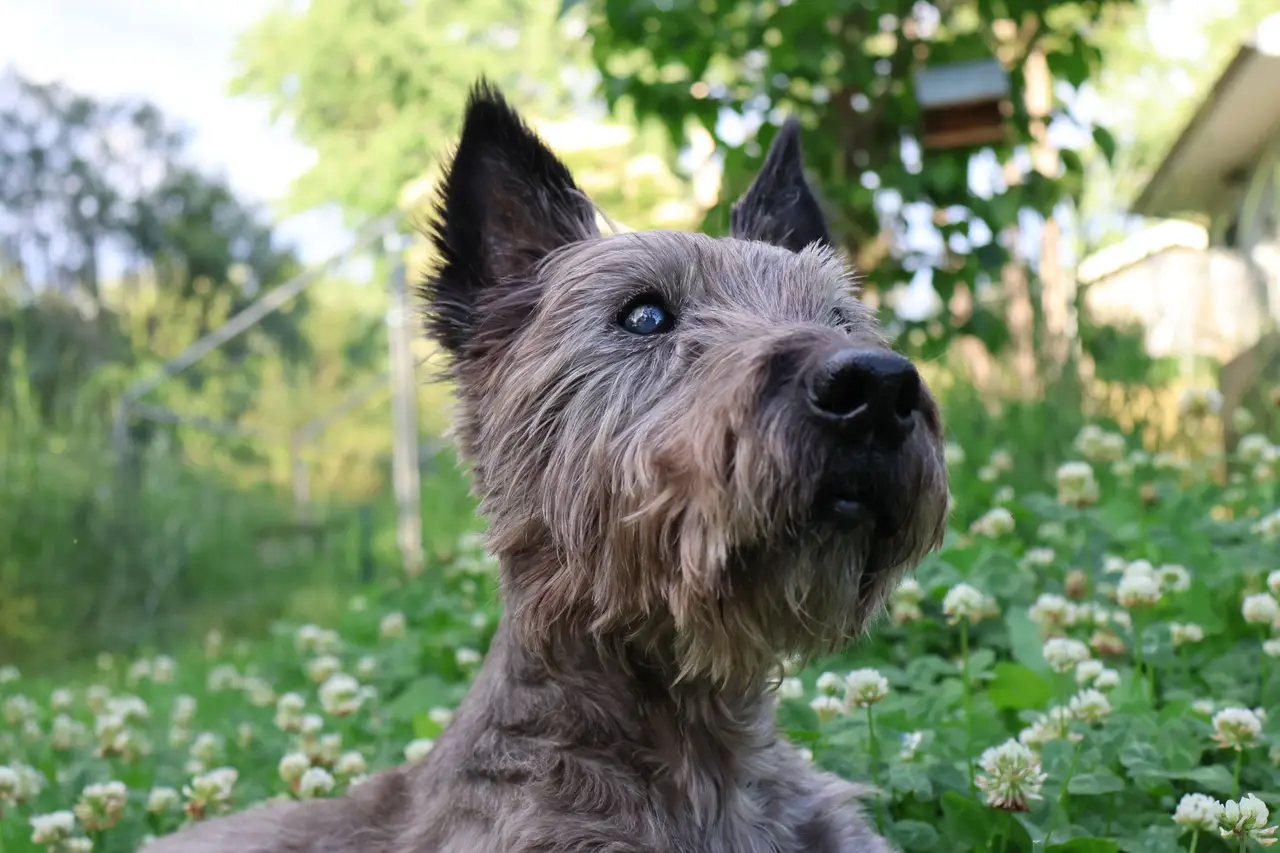 Cairn Terrier couché dans un champ de trèfles, regardant vers le haut