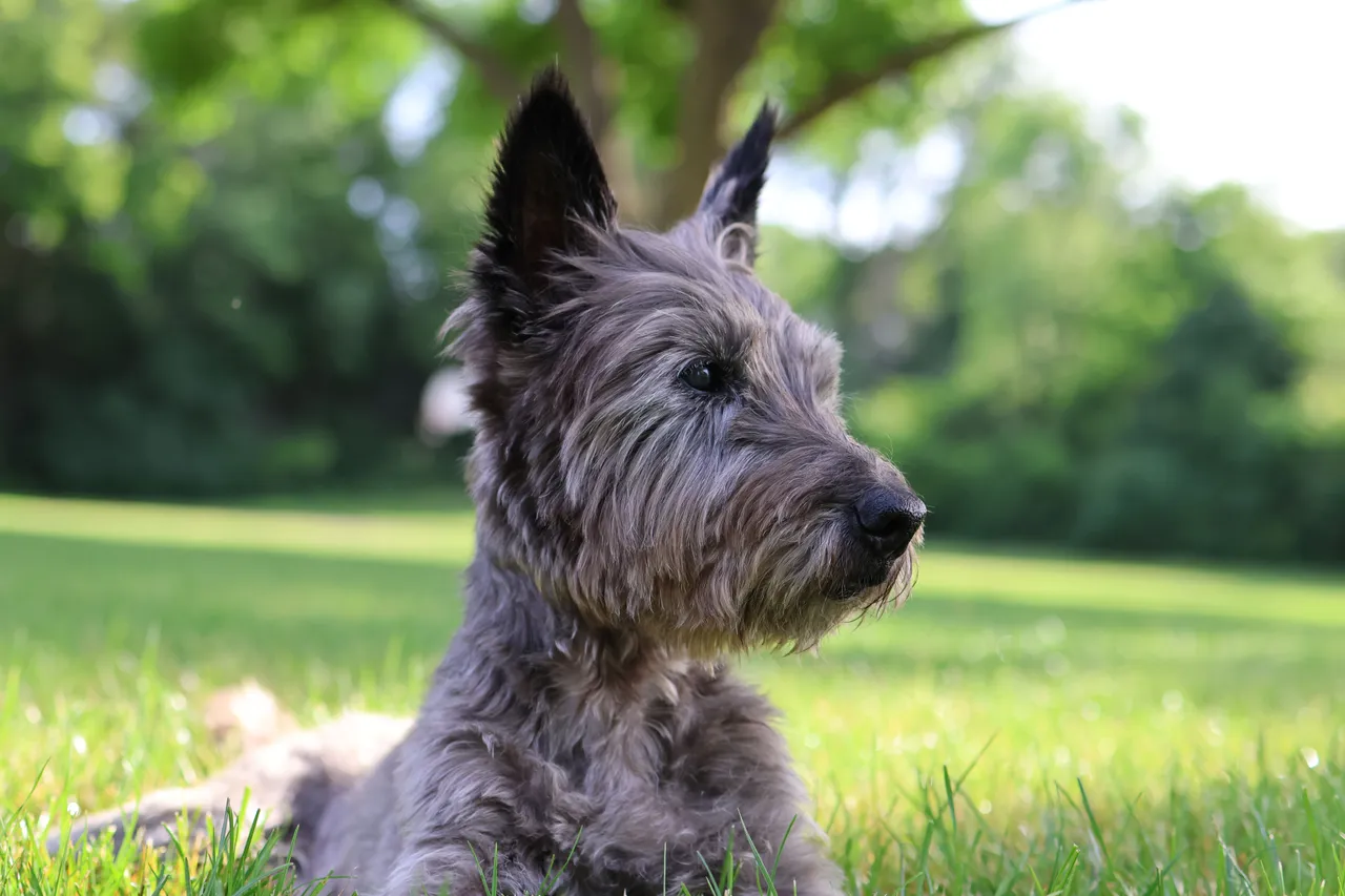 Cairn Terrier allongé dans l'herbe regardant sur le côté