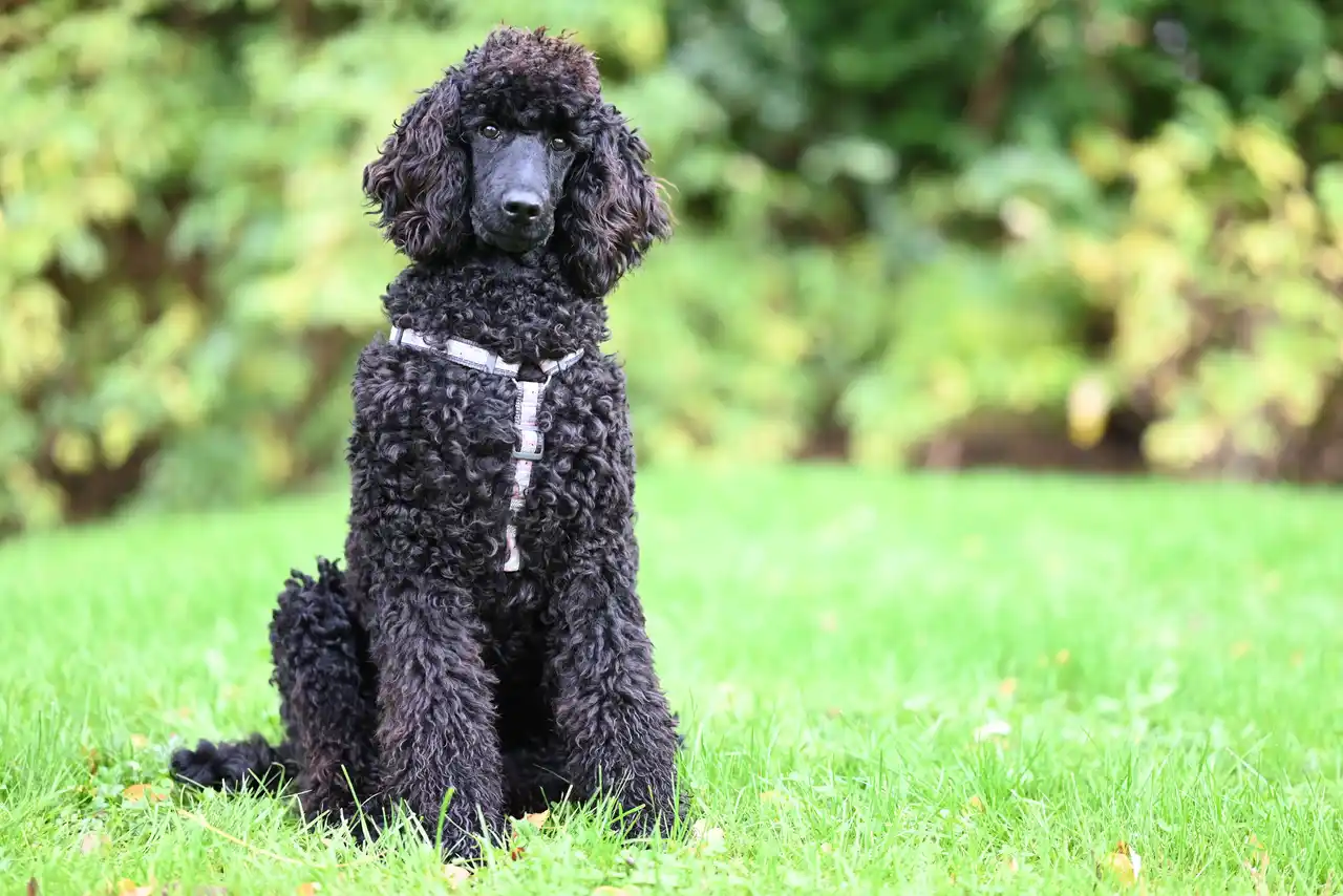 Caniche noir assis dans l'herbe