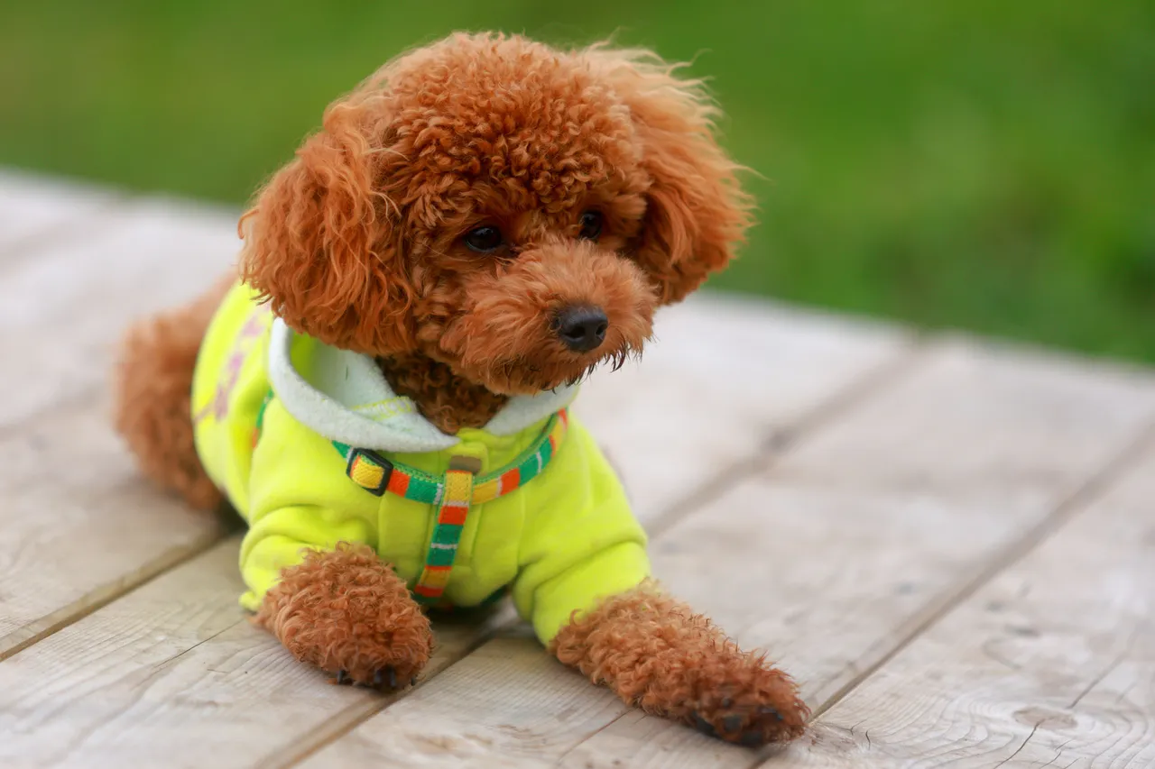 Caniche jouet roux couché sur une terrasse en bois portant un pull jaune