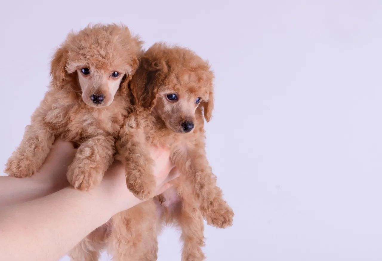 Caniche deux chiots tenus à la main