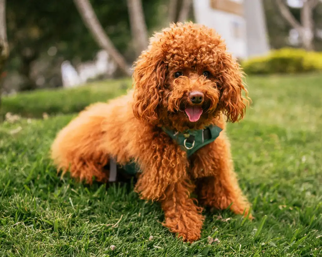 Caniche roux assis dans l'herbe, langue sortie