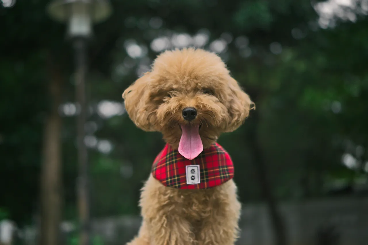 Caniche assis portant un foulard rouge à carreaux, langue sortie