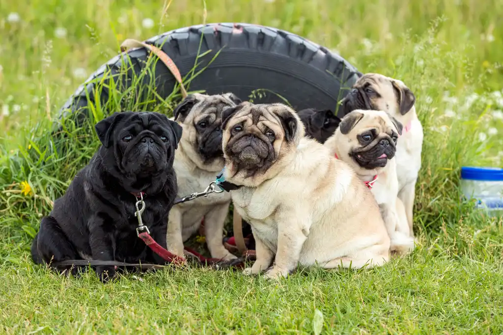 Carlin groupe de plusieurs chiens assis dans l'herbe devant un pneu