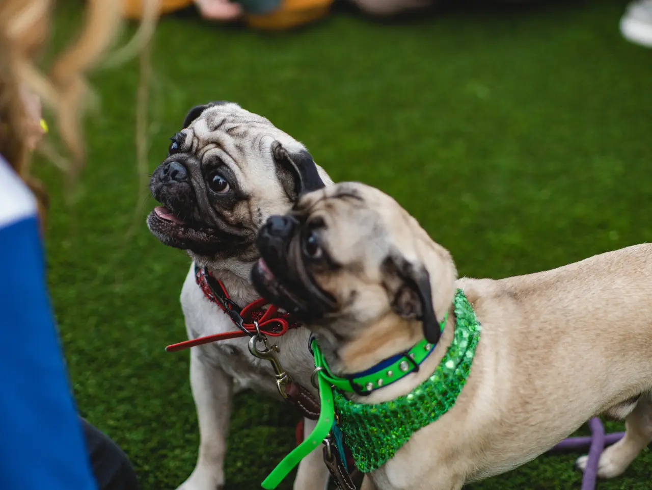 Carlin debout côte à côte sur l'herbe, l'un avec un collier vert scintillant et l'autre avec un collier rouge
