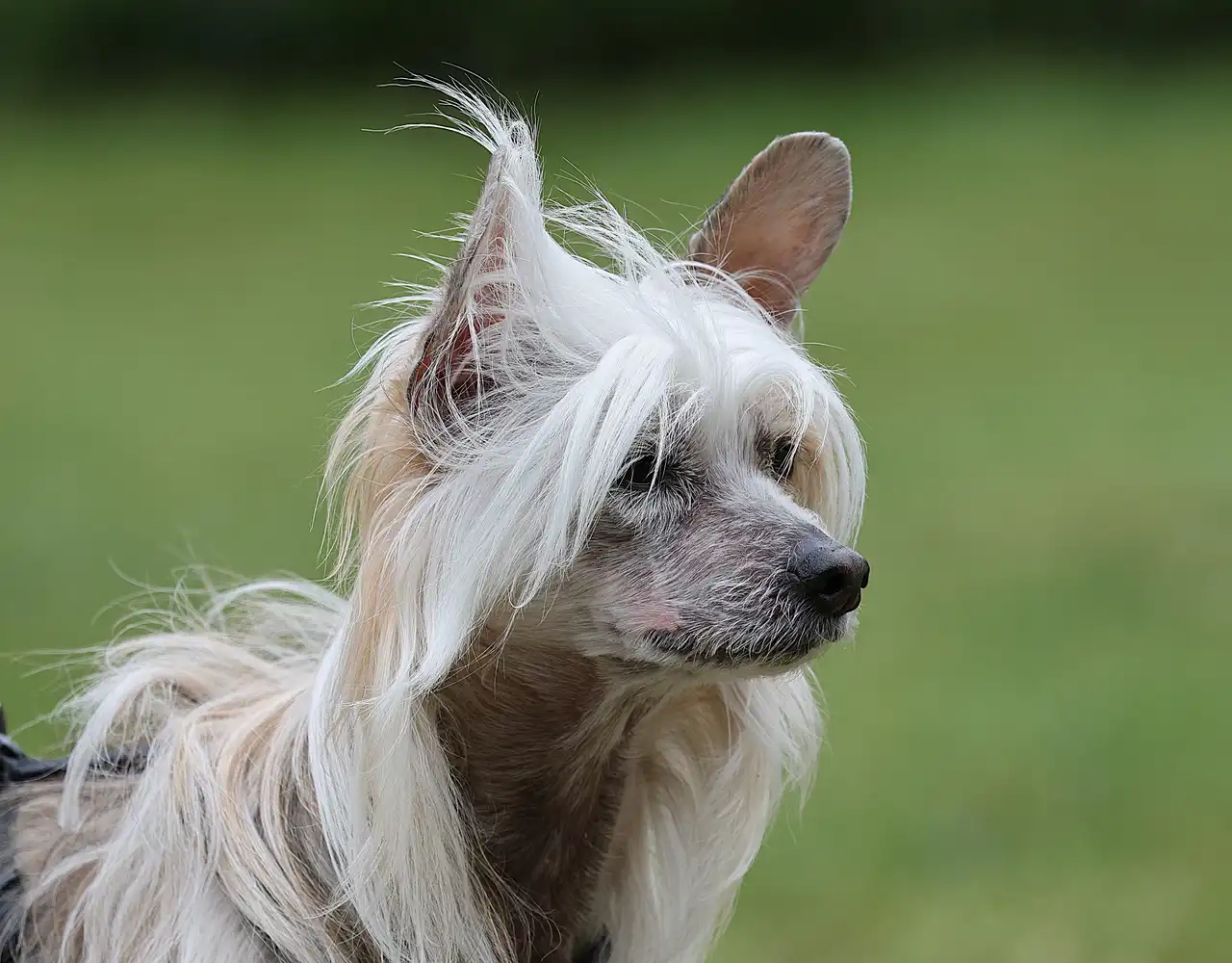 Chien chinois à crête de profil avec la crinière longue et peau dépilée, fond d'herbe