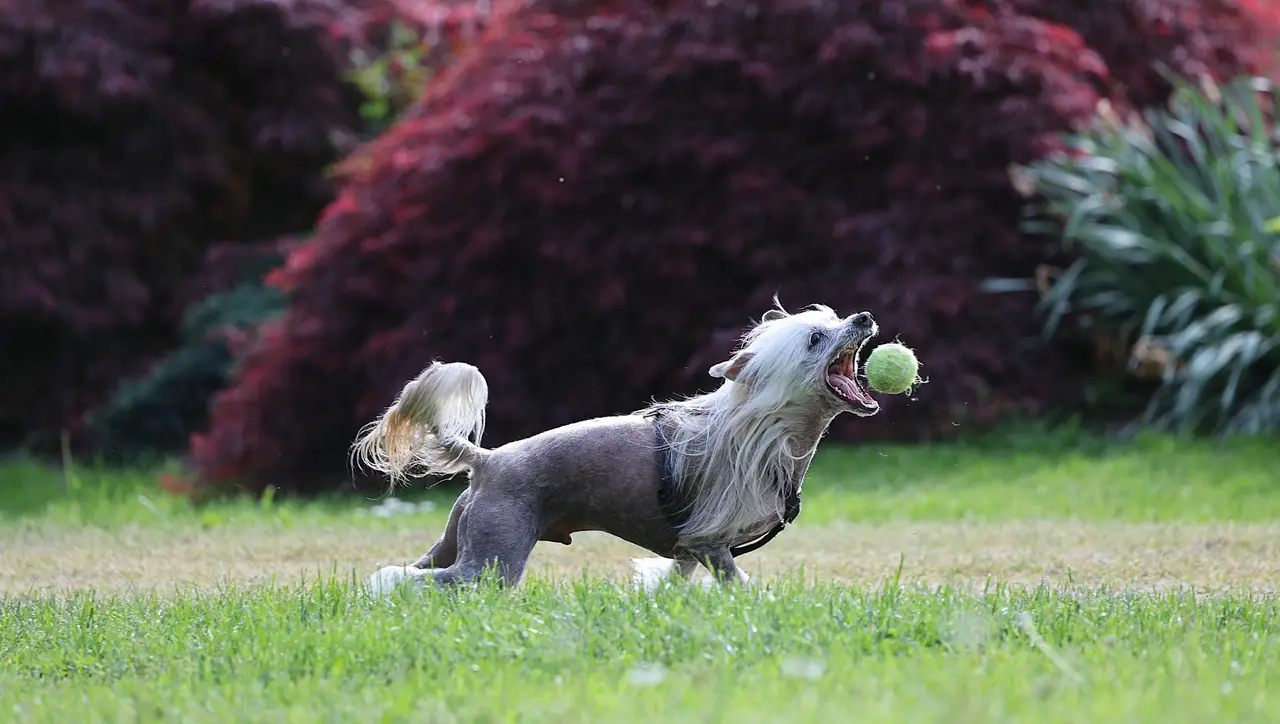Chien chinois à crête sautant pour attraper une balle dans l'herbe