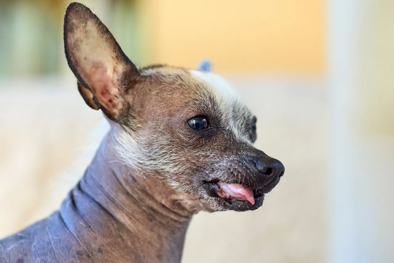 Chien chinois à crête de profil, tête rasée avec touffe de poils et langue sortante