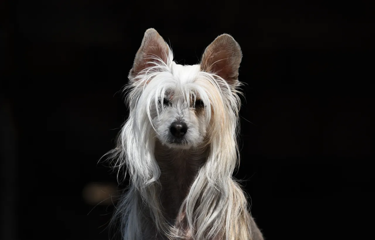 Chien chinois à crête vu de face, poils longs sur la tête et les oreilles, fond sombre