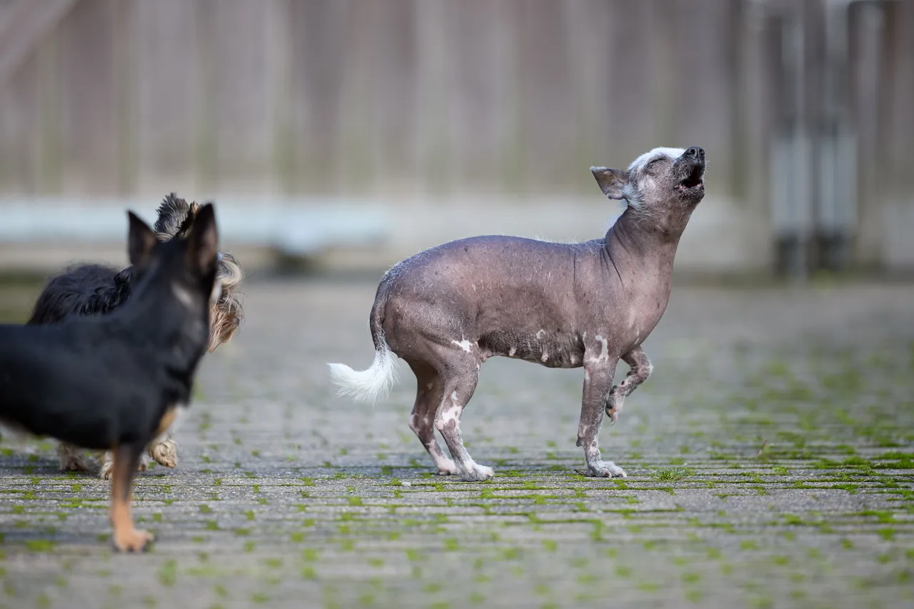Chien chinois à crête debout, tête relevée et touffe blanche sur la queue