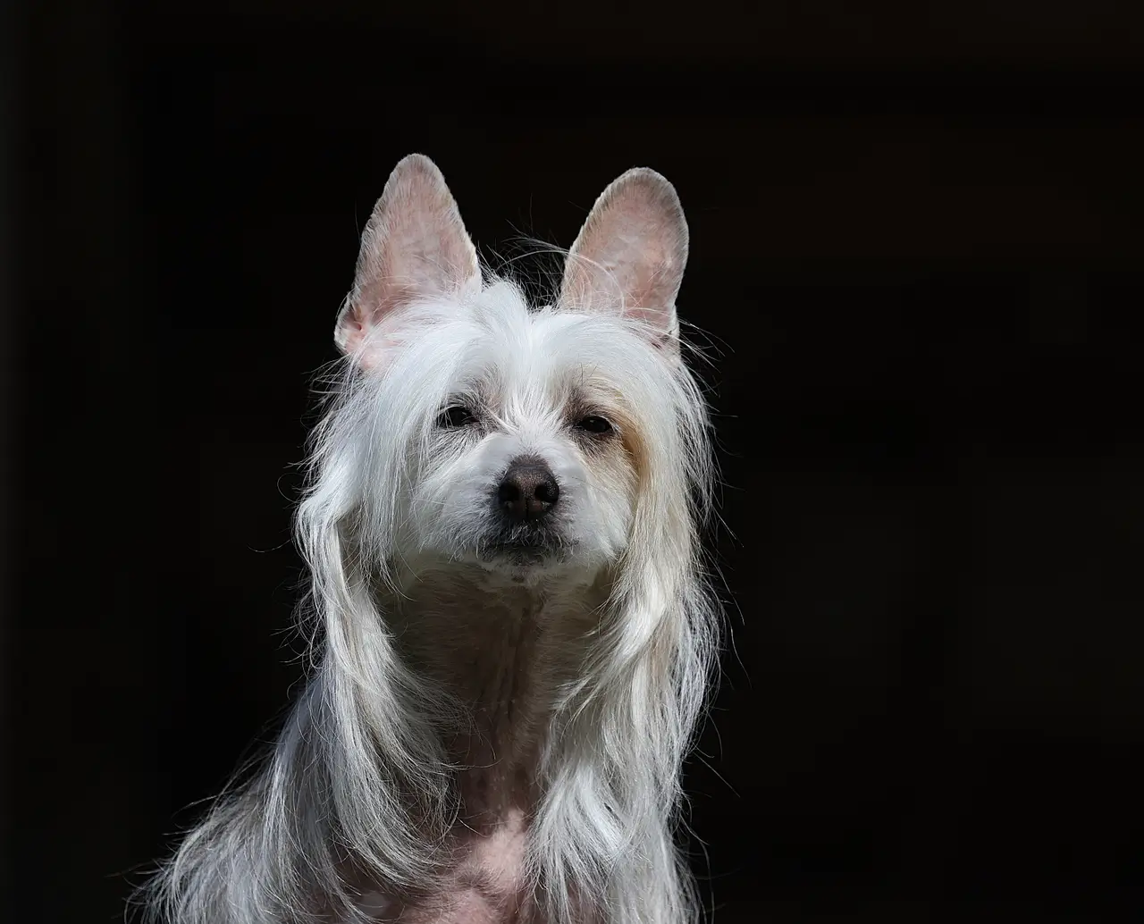 Chien chinois à crête de face, poils longs sur la tête et le cou, fond sombre