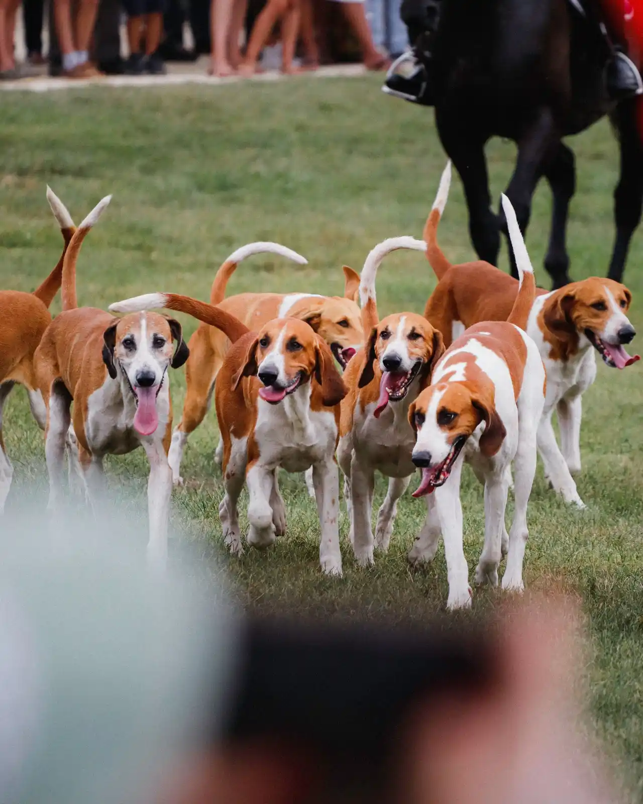 Chien courant espagnol en groupe courant sur l'herbe lors d'un rassemblement