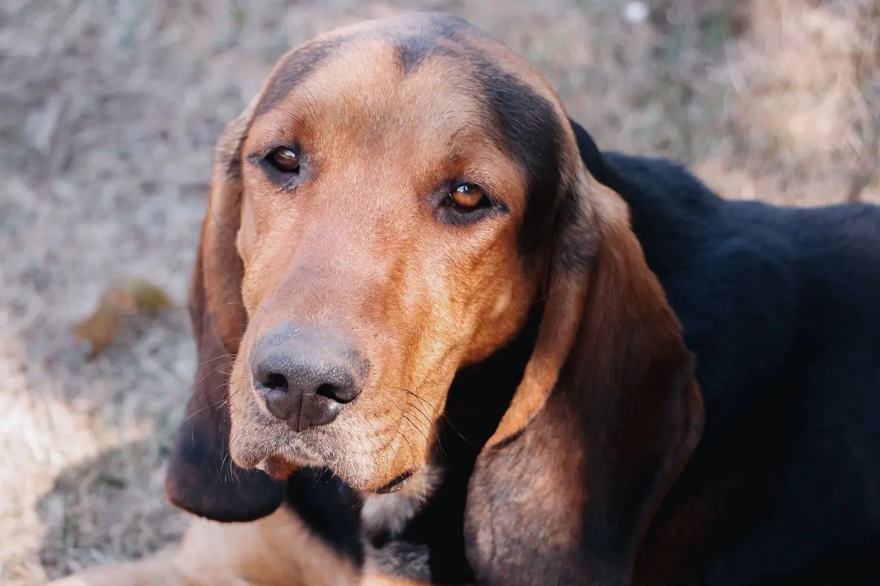 Chien courant espagnol allongé, tête tan et manteau noir visible, regard vers l'appareil