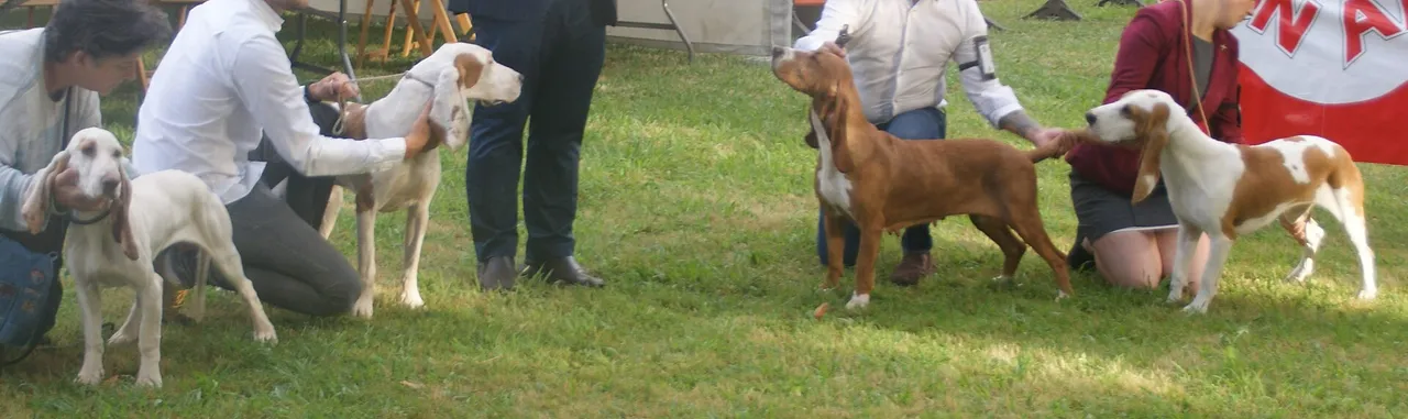 Chien courant espagnol alignés en exposition sur l'herbe, plusieurs sujets tenus par des personnes