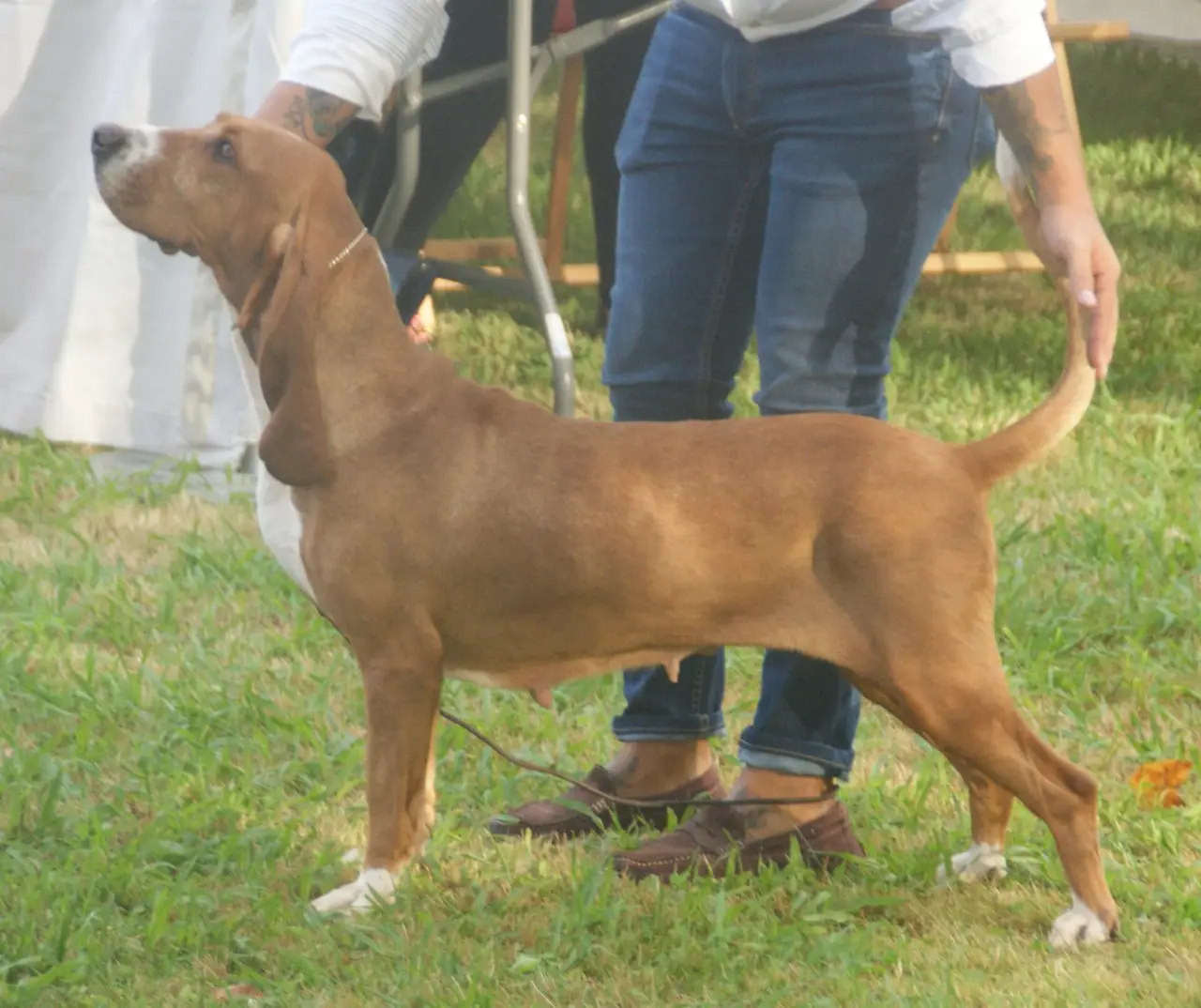 Chien courant espagnol debout en profil gauche sur l'herbe, tenu en laisse par une personne