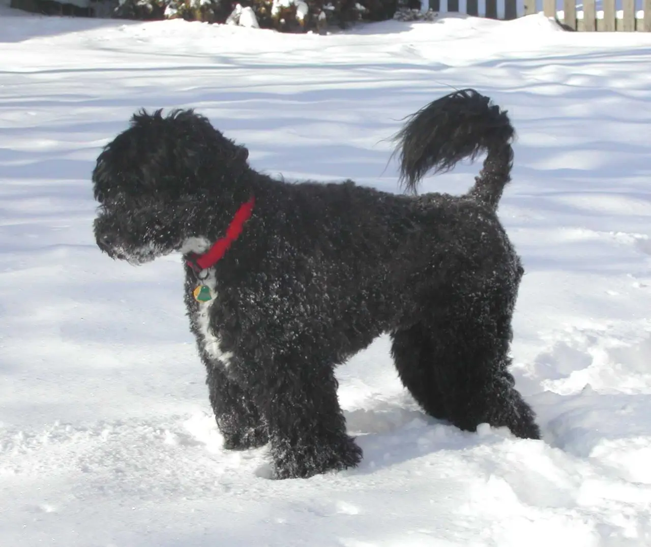 Chien d’eau Portugais debout dans la neige, pelage noir bouclé avec tache blanche sur la poitrine