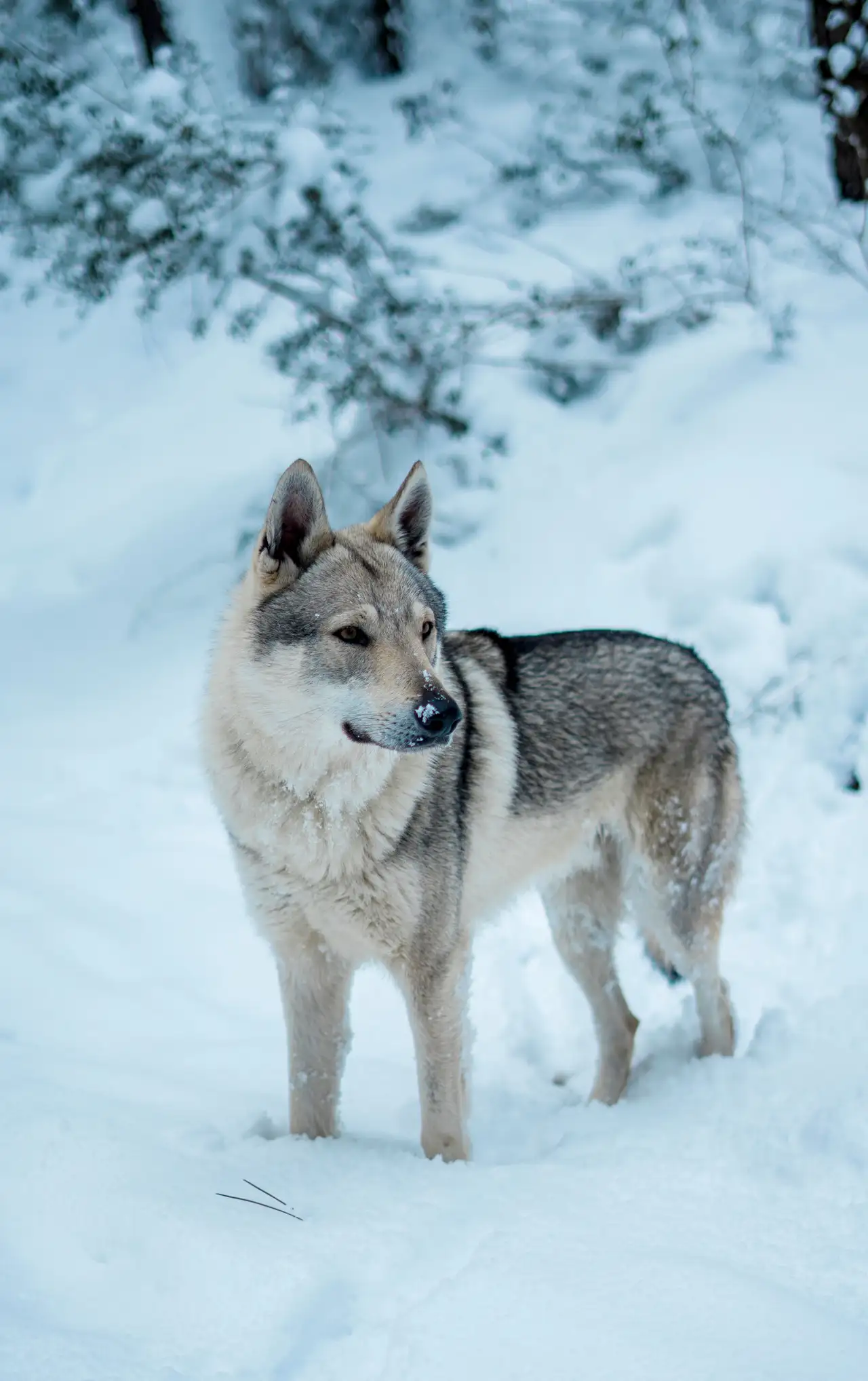 Chien-loup de Saarloos debout dans la neige, regardant sur le côté