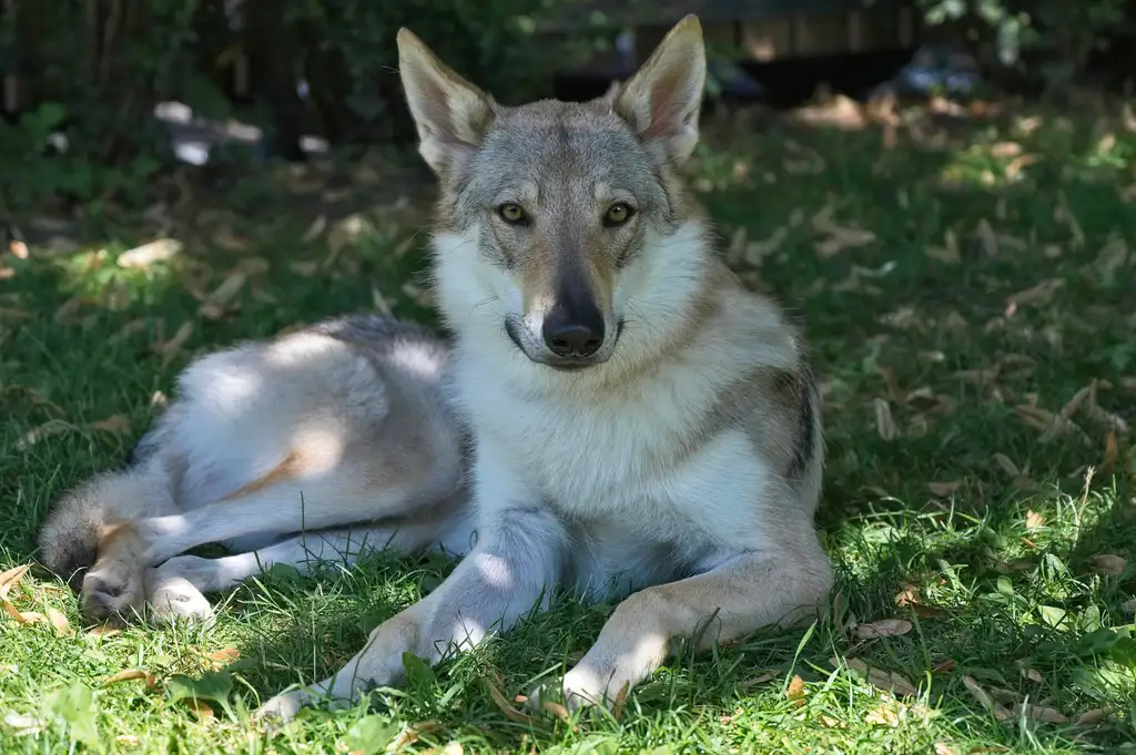 Chien-loup de Saarloos couché dans l'herbe regardant l'appareil