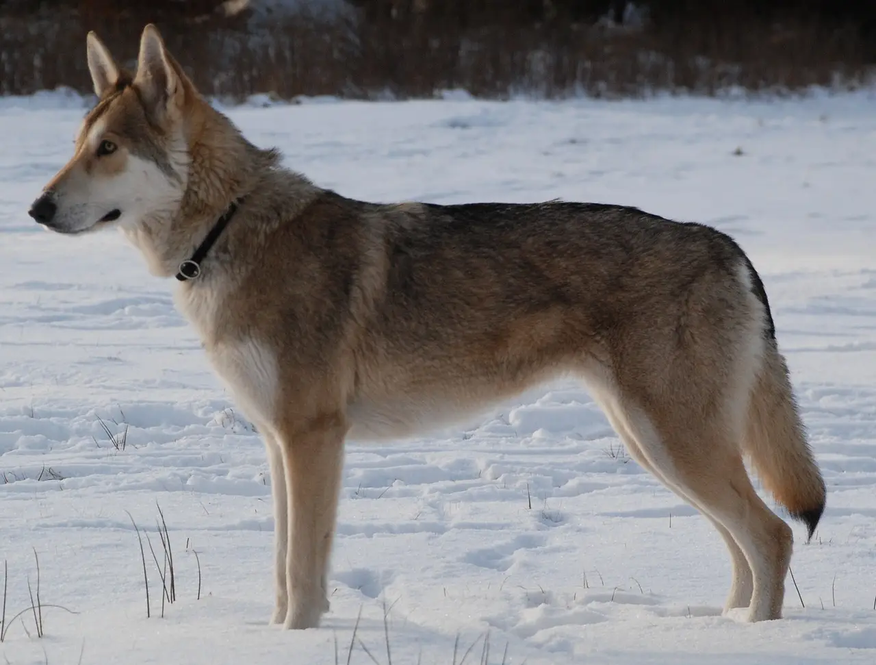Chien-loup de Saarloos debout dans la neige, profil gauche