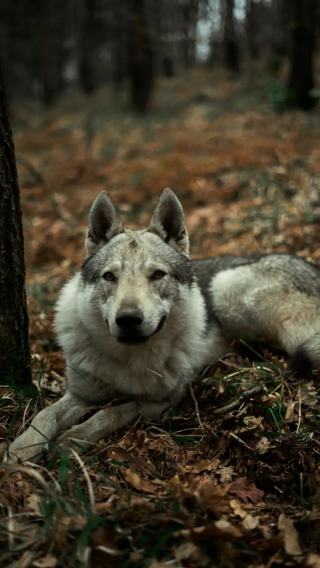 Chien Loup Tchèque allongé dans les feuilles en forêt