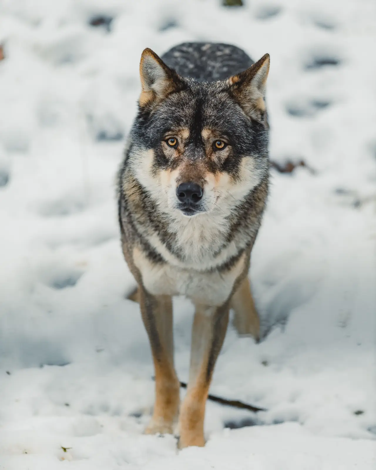 Chien Loup Tchèque debout dans la neige, regardant l'objectif