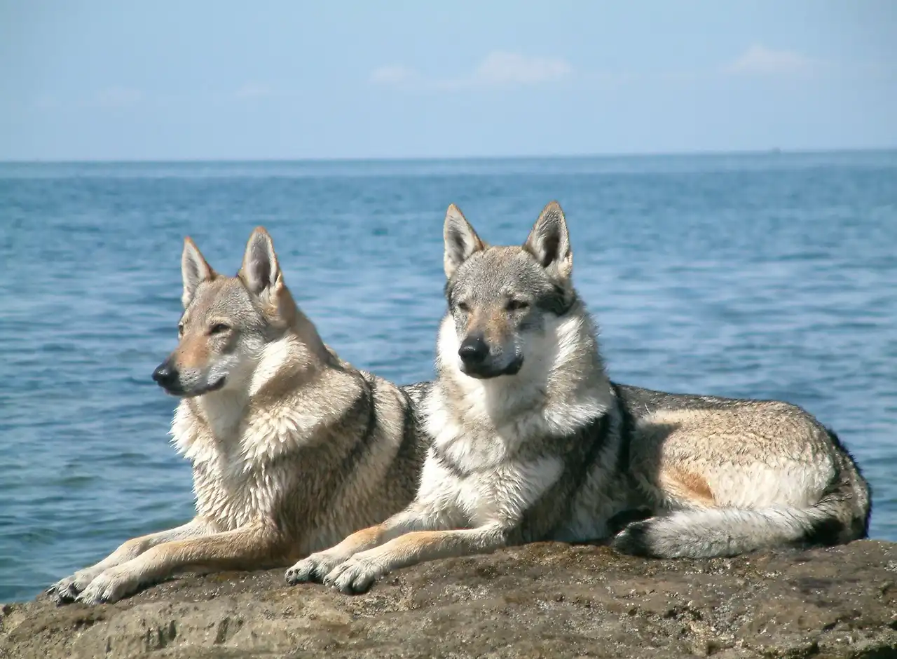 Chien Loup Tchèque allongés sur un rocher au bord de la mer