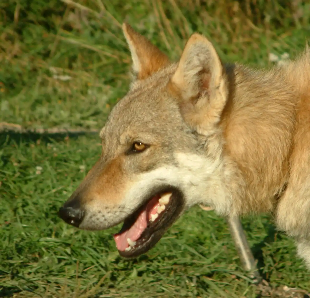 Chien Loup Tchèque en profil, museau ouvert dans l'herbe