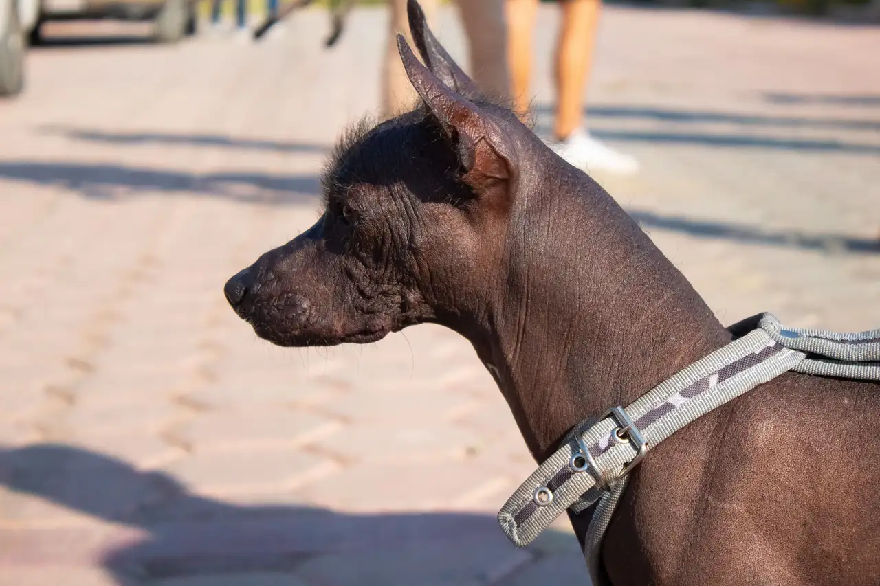 Chien nu du Mexique debout de profil portant un harnais