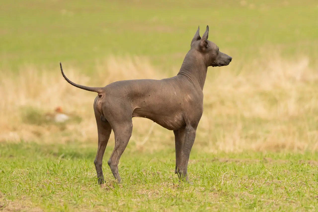 Chien nu du Mexique debout de profil dans l'herbe