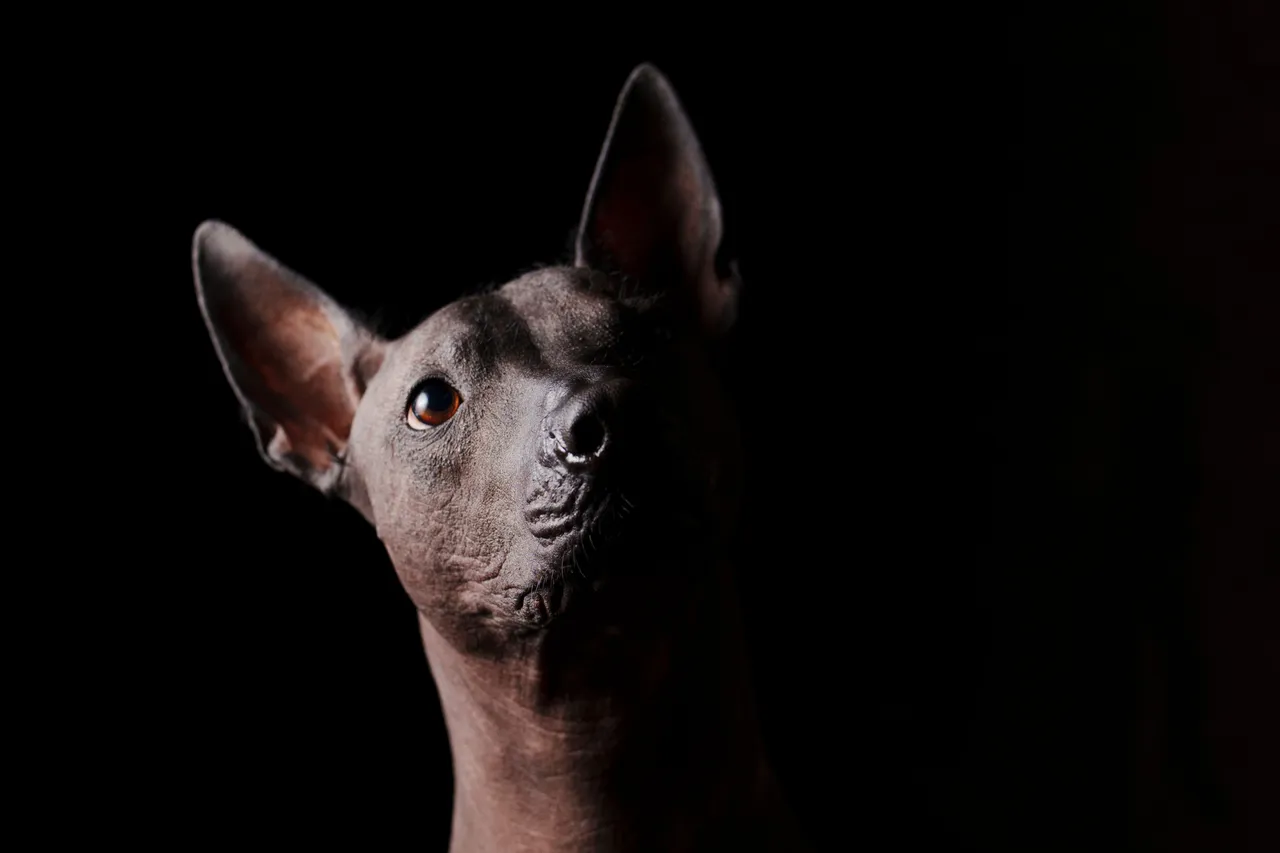 Chien nu du Mexique portrait sur fond noir