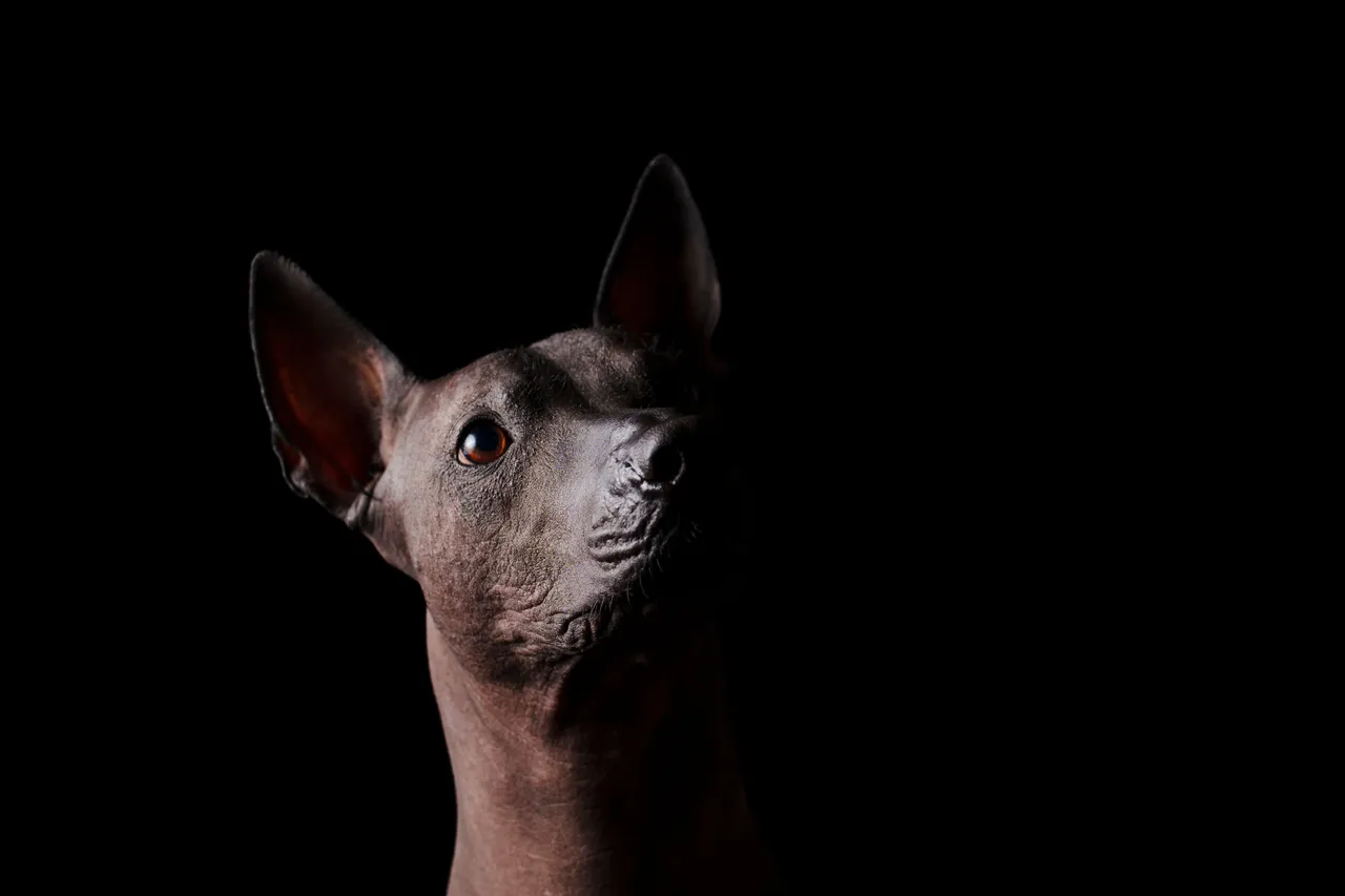 Chien nu du Mexique portrait en gros plan sur fond noir