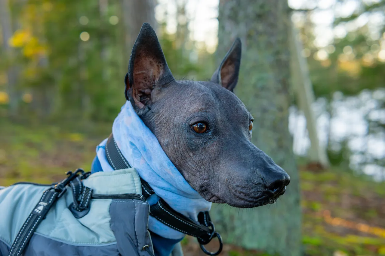 Chien nu du Mexique en gros plan portant un manteau et un col bleu en forêt