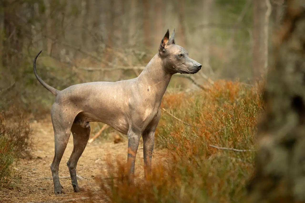 Chien nu du Mexique debout sur un sentier en forêt