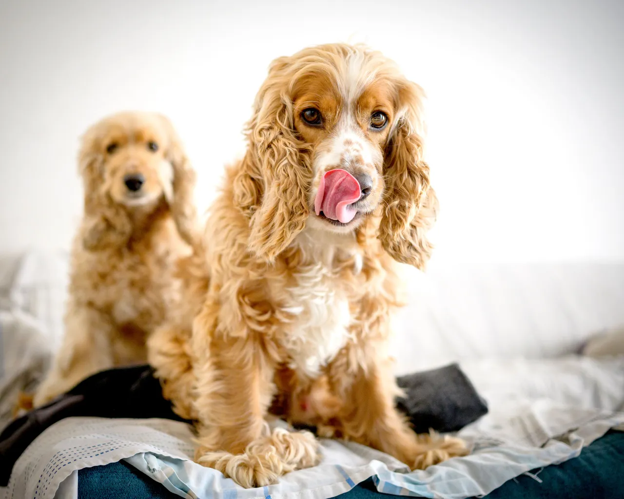 Cocker Américain assis sur un lit, langue sortie, avec un second chien similaire en arrière-plan
