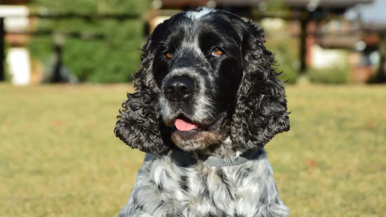 Cocker Spaniel Anglais assis dans l'herbe, de face, langue sortie