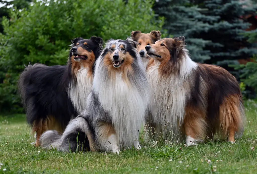 Colley (Collie à poil long) groupe de quatre chiens debout dans l'herbe