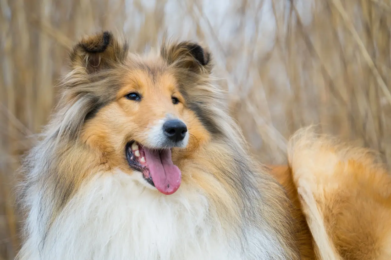 Colley (Collie à poil long) portrait en extérieur, assis avec la langue sortie