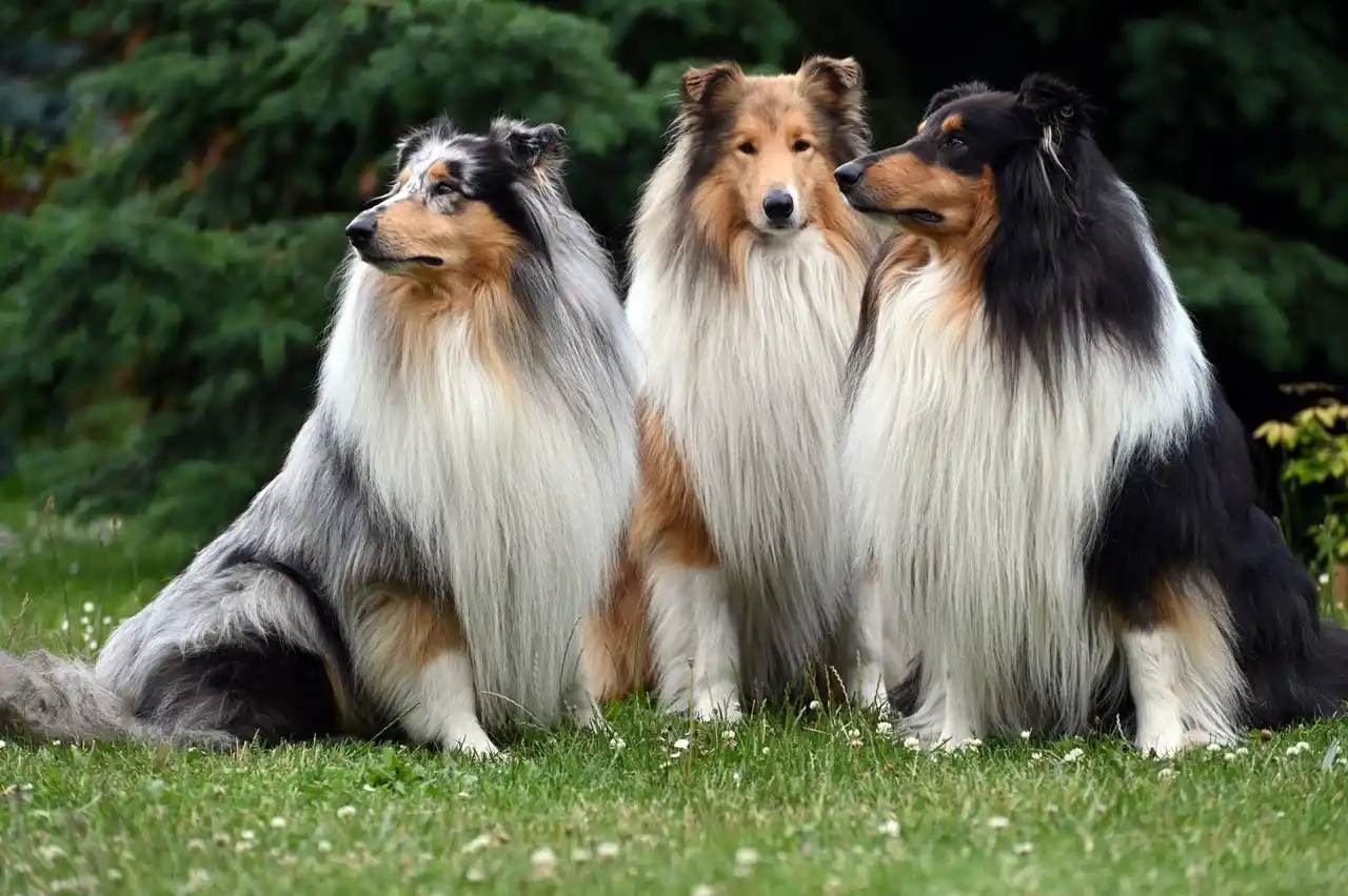 Colley (Collie à poil long) trio de chiens assis sur l'herbe
