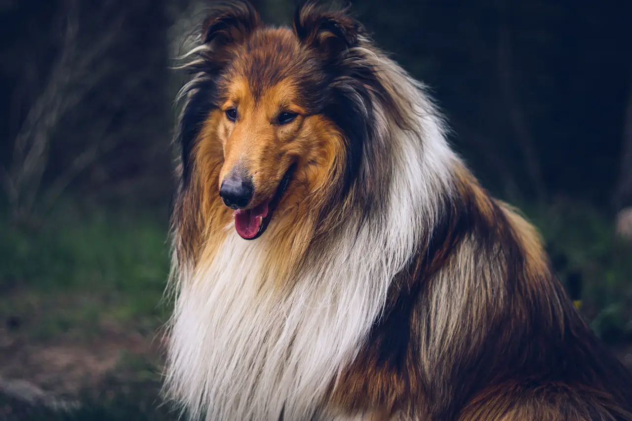 Colley (Collie à poil long) assis en extérieur, manteau sable et blanc, tête de trois-quarts