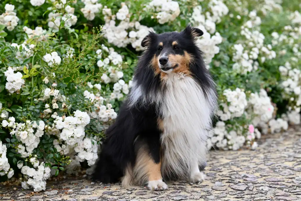 Colley (Collie à poil long) assis devant des buissons de roses blanches