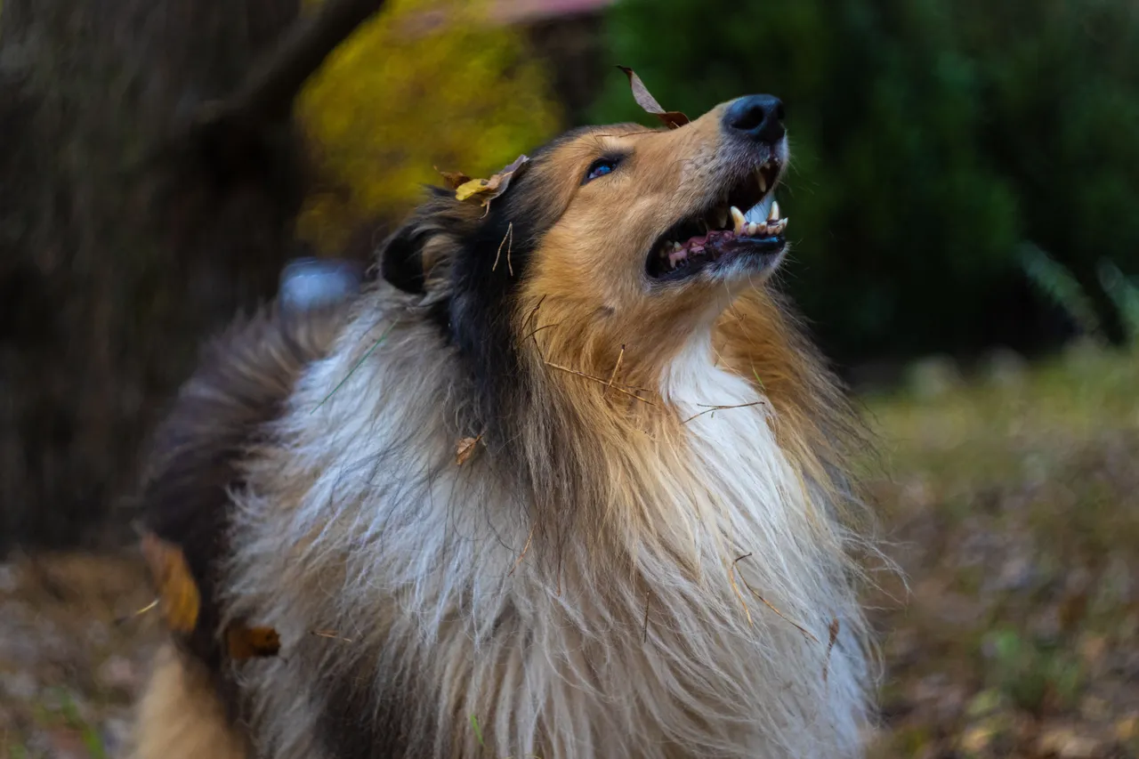 Colley (Collie à poil long) regardant vers le haut avec quelques feuilles accrochées à son pelage